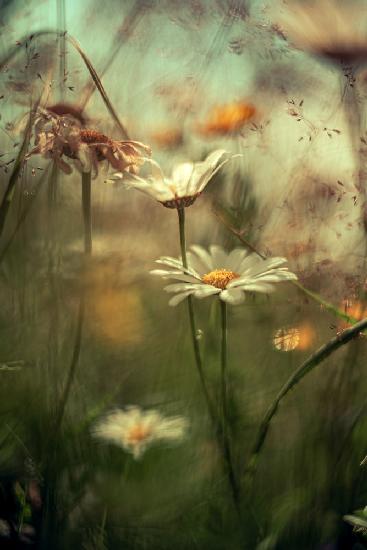 Blumen auf der Seiseralm