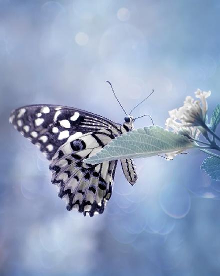 Schmetterling in sanftem Blau