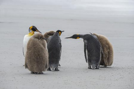 Grüße unter Pinguinen