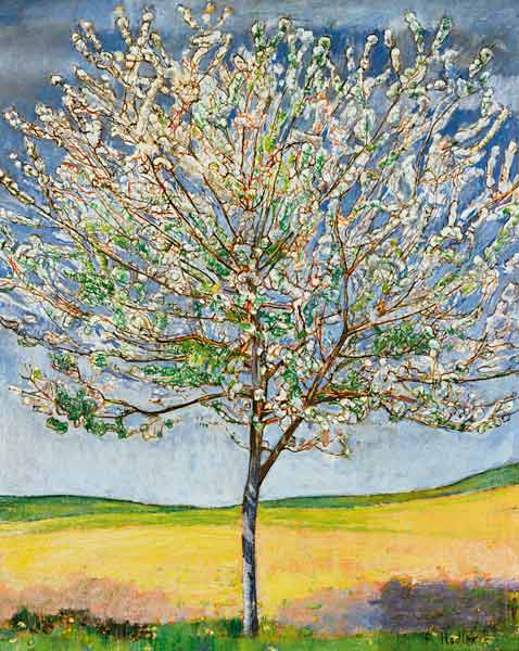 Blühender Kirschbaum von Ferdinand Hodler