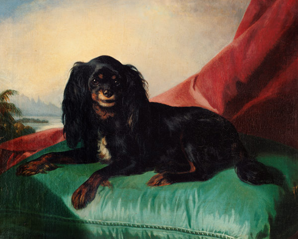 A King Charles Spaniel on a Green Cushion von Ferdinand Krumholz