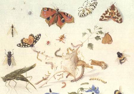 Study of Insects, Flowers and Fruits von Ferdinand van Kessel