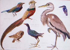 Studies of Birds from the Bootle Museum, Liverpool
