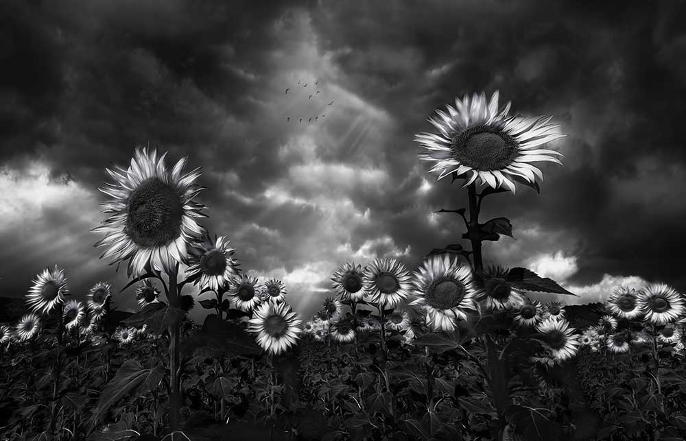 Sonnenblumen von Fran Osuna