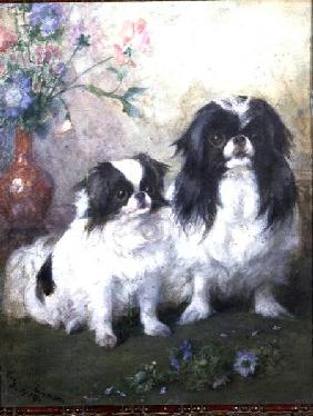 A Japanese Chin Bitch and her Puppy 1919