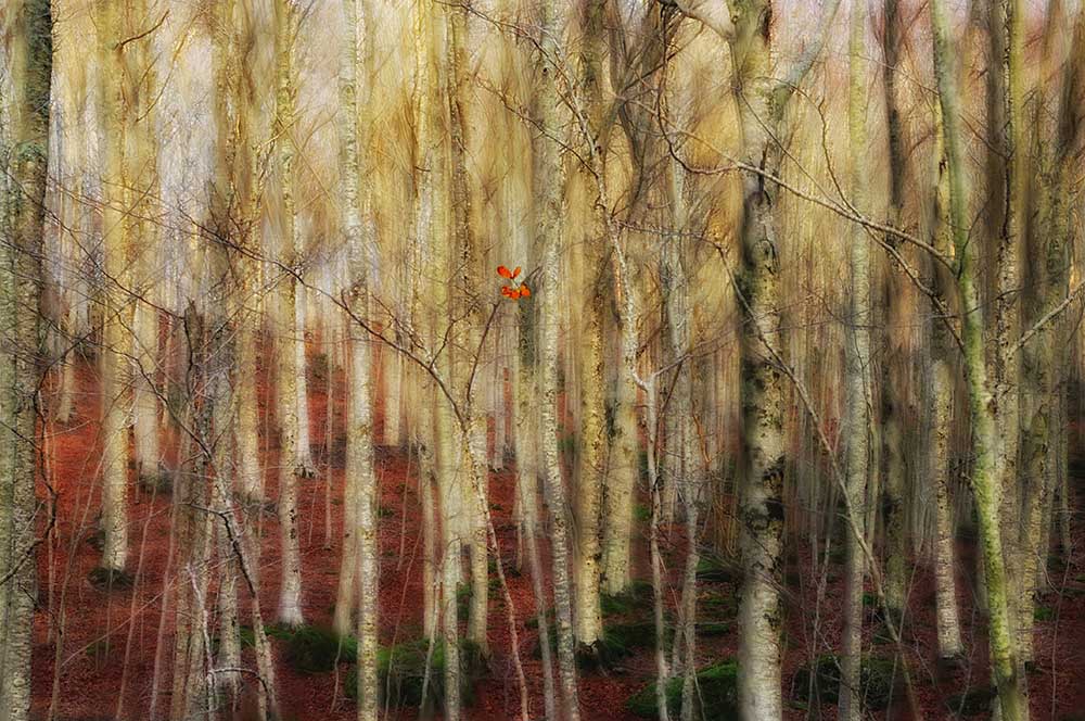 Der Wald der Geister von Francesco Martini