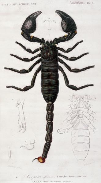 Afrikanischer Scorpion  1898
