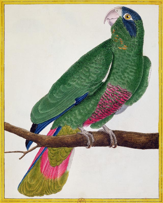 Parrot, from 'Histoire Naturelle des Oiseaux' by Georges de Buffon (1707-88) published 1777 (coloure von Francois Nicolas Martinet