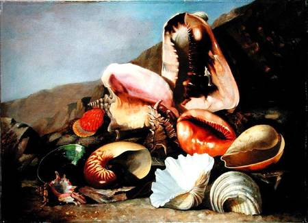 Still life of shells von Franz Anton von Scheidel