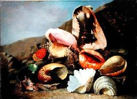 Still life of shells