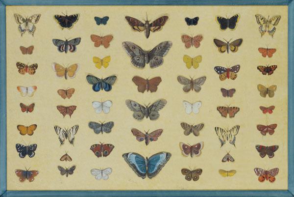 A collage of butterflies and moths including the Camberwell Beauty, the British Swallowtail, the Sca c.1830  on