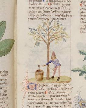 Collecting Turpentine, from 'Grand Herbier' by Pedanius Dioscorides c.40-90 AD)