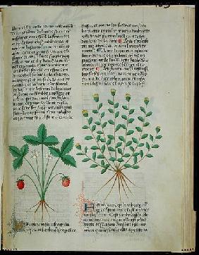 Strawberry Plant, from 'Grand Herbier' by Pedanius Dioscorides c.40-90 AD) 15th centu