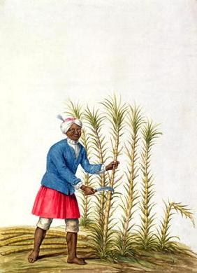 Slave cutting sugar cane, from the Illes de l'Amerique in the Antilles, end of the 17th century (w/c 01st-