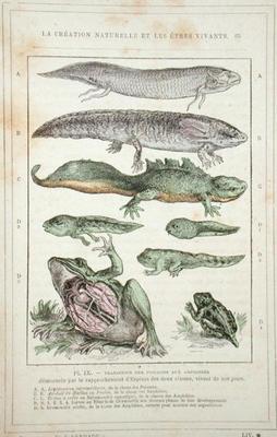 Transition of Fish into Amphibians, from a book by Dr. Rengade, c.1880 (engraving) von French School, (19th century)