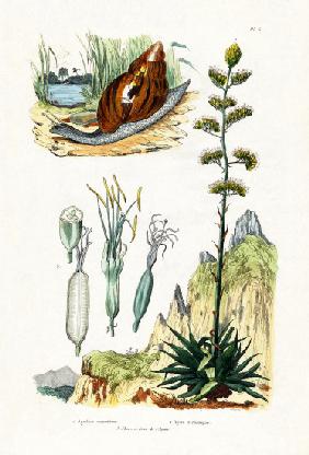 Agate Snail 1833-39