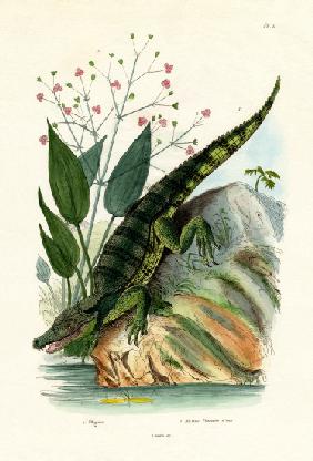 Alligator 1833-39