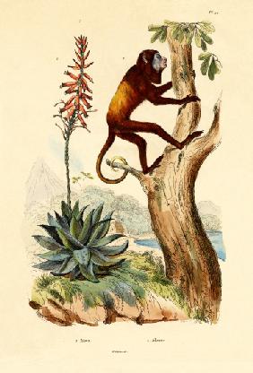 Aloe vera 1833-39