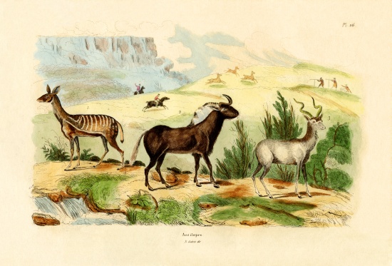Antelopes von French School, (19th century)