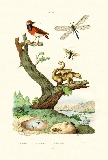 Ants von French School, (19th century)