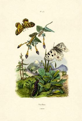 Apollo Butterfly 1833-39