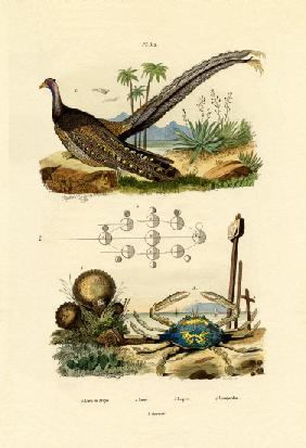 Argus Pheasant 1833-39