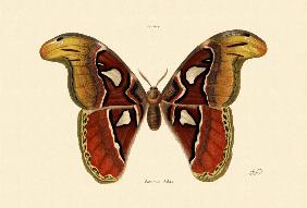 Atlas Moth 1833-39