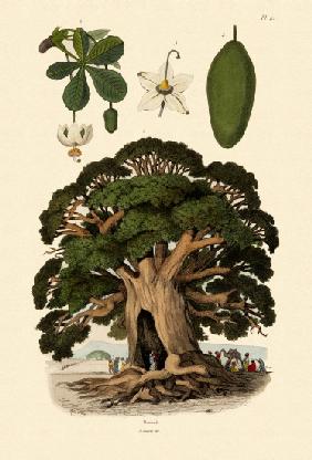 Baobab Tree 1833-39