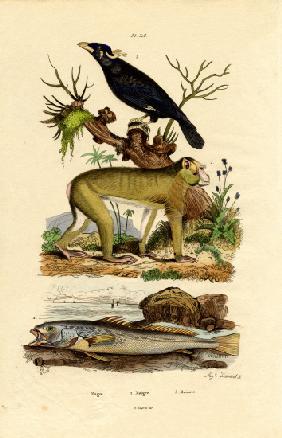Barbary Ape 1833-39