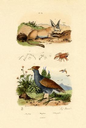 Bat-eared Fox 1833-39