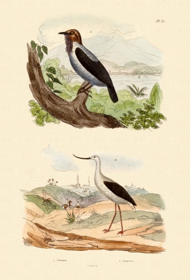 Bearded Bellbird von French School, (19th century)