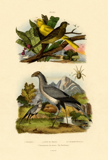 Bird Mite von French School, (19th century)