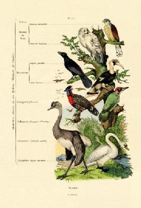 Birds 1833-39