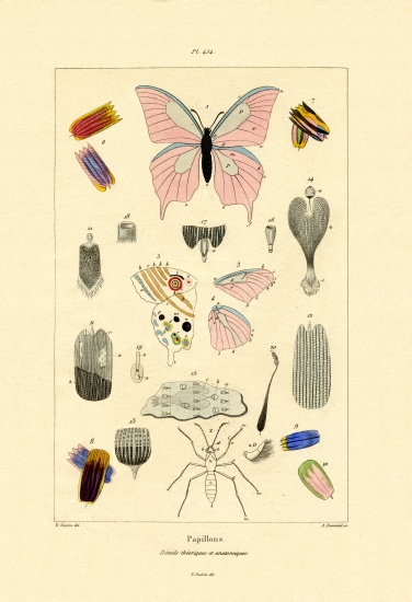 Butterflies von French School, (19th century)