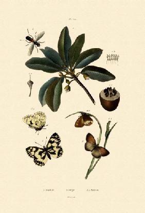 Butterfly 1833-39