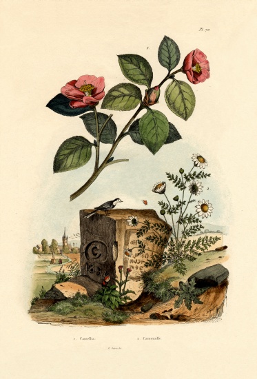 Camellia von French School, (19th century)