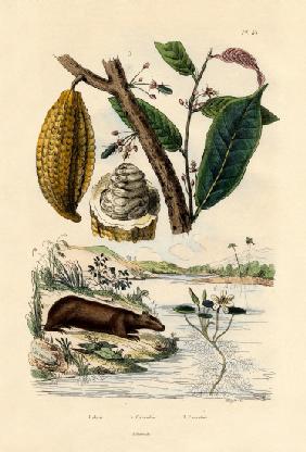 Capybara 1833-39