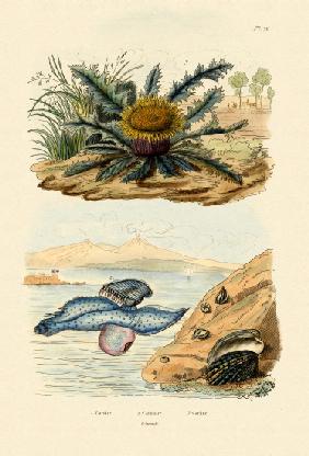 Cardita Shell 1833-39
