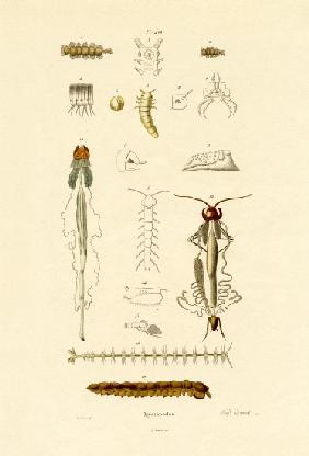 Centipede 1833-39