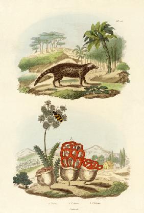 Civet 1833-39