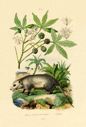 Common Opossum 1833-39