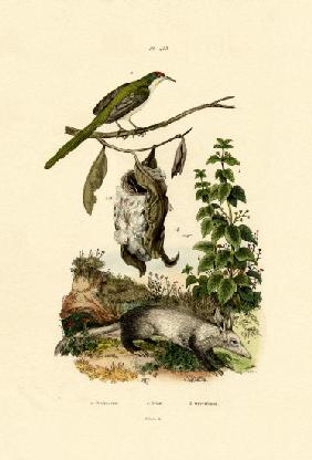 Common Tailorbird 1833-39