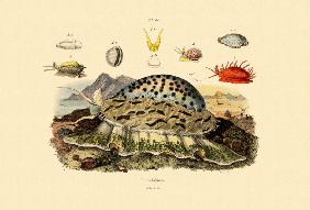 Cowrie Shells 1833-39