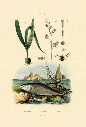 Crab Spider 1833-39