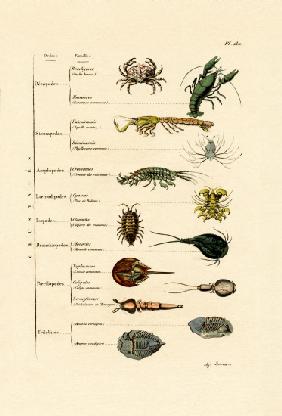 Crustaceans 1833-39