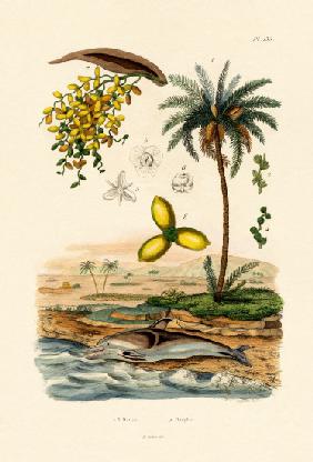 Date Palm 1833-39