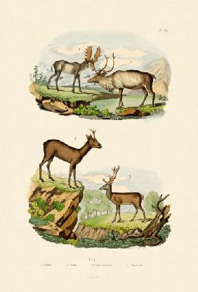 Deer 1833-39