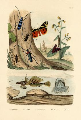 Dew Moth 1833-39