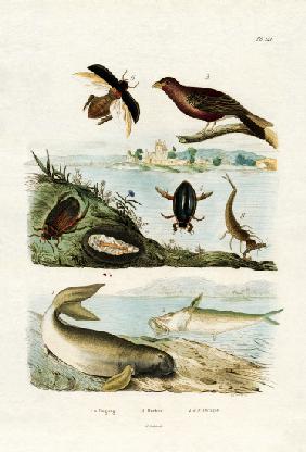 Dugong 1833-39