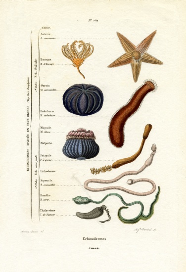 Echinoderms von French School, (19th century)
